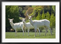 Framed White Fallow Deer, near Queenstown, Otago, South Island, New Zealand