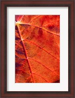 Framed Autumn leaf, Domain Road Vineyard, South Island, New Zealand