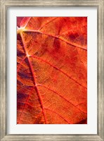 Framed Autumn leaf, Domain Road Vineyard, South Island, New Zealand