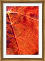 Framed Autumn leaf, Domain Road Vineyard, South Island, New Zealand