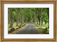 Framed Twin Oaks Drive, Paths, North Island, New Zealand