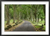 Framed Twin Oaks Drive, Paths, North Island, New Zealand