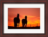 Framed Horses at Sunset near Ranfurly, Maniototo, Central Otago