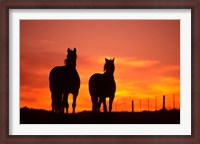 Framed Horses at Sunset near Ranfurly, Maniototo, Central Otago