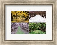 Framed Orchard through the Seasons, Central Otago, South Island, New Zealand