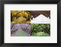 Framed Orchard through the Seasons, Central Otago, South Island, New Zealand