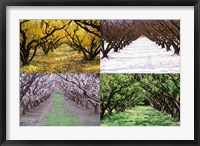 Framed Orchard through the Seasons, Central Otago, South Island, New Zealand