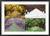 Framed Orchard through the Seasons, Central Otago, South Island, New Zealand