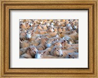 Framed Mob of Sheep in Yard