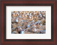 Framed Mob of Sheep in Yard