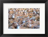 Framed Mob of Sheep in Yard