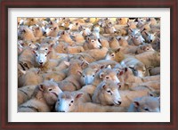 Framed Mob of Sheep in Yard