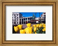 Framed Yellow tulips, Octagon, Dunedin, New Zealand