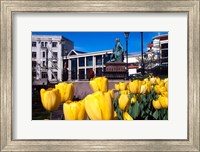 Framed Yellow tulips, Octagon, Dunedin, New Zealand