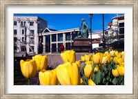 Framed Yellow tulips, Octagon, Dunedin, New Zealand