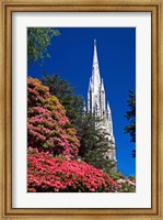 Framed Rhododendrons and First Church, Dunedin, New Zealand