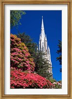 Framed Rhododendrons and First Church, Dunedin, New Zealand