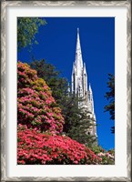 Framed Rhododendrons and First Church, Dunedin, New Zealand