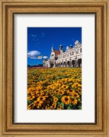 Framed Historic Railway Station and field of flowers, Dunedin, New Zealand