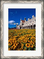 Framed Historic Railway Station and field of flowers, Dunedin, New Zealand