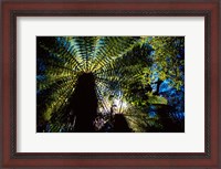 Framed Tree Ferns, Catlins, South Island, New Zealand