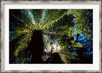 Framed Tree Ferns, Catlins, South Island, New Zealand