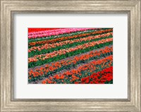 Framed Tulip Fields, Tapanui, Southland, New Zealand