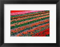 Framed Tulip Fields, Tapanui, Southland, New Zealand