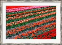 Framed Tulip Fields, Tapanui, Southland, New Zealand