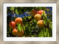 Framed Agriculture, Apricot orchard, South Island, New Zealand