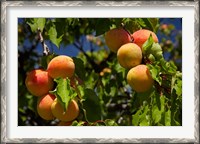 Framed Agriculture, Apricot orchard, South Island, New Zealand