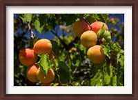 Framed Agriculture, Apricot orchard, South Island, New Zealand