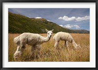 Framed Alpacas by Gibbston River Trail, Gibbston Valley, Southern Lakes District, South Island, New Zealand