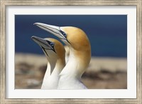 Framed Australasian Gannet tropical bird, Hawkes Bay New Zealand