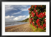 Framed Beach, Pohutukawa, Thornton Bay, No Island, New Zealand
