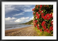 Framed Beach, Pohutukawa, Thornton Bay, No Island, New Zealand