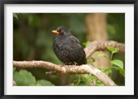 Framed Blackbird, Karori Wildlife, North Island, New Zealand