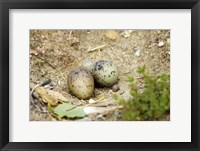 Framed Black-Fronted Tern eggs, South Island, New Zealand