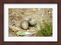 Framed Black-Fronted Tern eggs, South Island, New Zealand