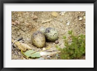 Framed Black-Fronted Tern eggs, South Island, New Zealand