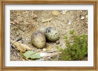 Framed Black-Fronted Tern eggs, South Island, New Zealand