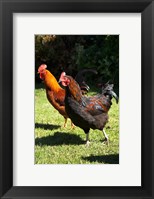 Framed Chickens, Farm animal, Port Chalmers, New Zealand