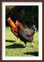 Framed Chickens, Farm animal, Port Chalmers, New Zealand