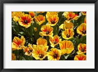 Framed Close up of Tulips, West Otago, South Island, New Zealand