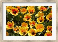 Framed Close up of Tulips, West Otago, South Island, New Zealand
