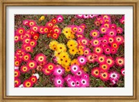 Framed Colourful Flowers, Marine Parade, Napier, Hawkes Bay, North Island, New Zealand