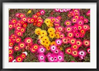 Framed Colourful Flowers, Marine Parade, Napier, Hawkes Bay, North Island, New Zealand