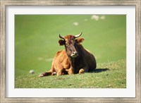 Framed Cow, Farm Animal, Dunedin, South Island, New Zealand