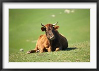 Framed Cow, Farm Animal, Dunedin, South Island, New Zealand