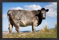 Framed Cow, Strath Taieri, near Dunedin, Otago, South Island, New Zealand